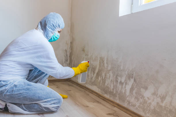 Mold Remediation specialist working in Mitchells