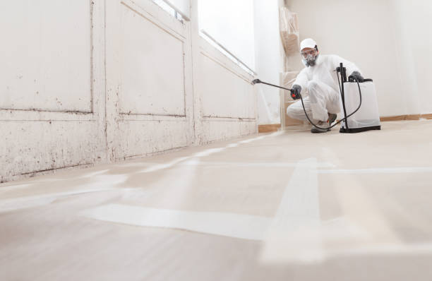 Black mold remediation team in Mitchells